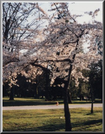 Springtime in Vancouver