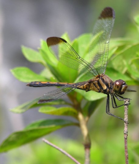 Dragonfly