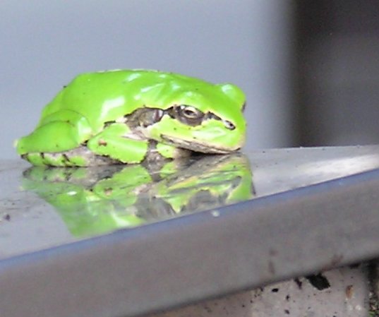 Ribbit.