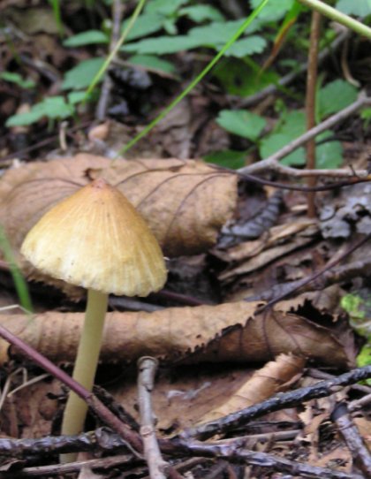 Fungus